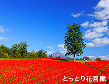 とっとり花回廊